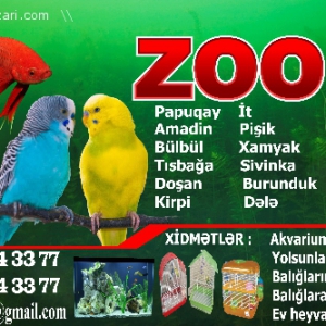 onlayn zoo