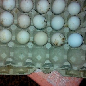dekarativ yumurta