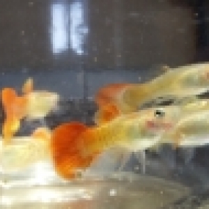 Akvarium balığları satıram Guppi, Mecinosets