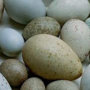 Lal ördək Yumurtaları