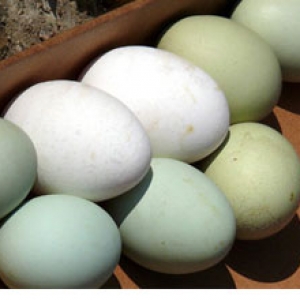 Lal ördək Yumurtaları