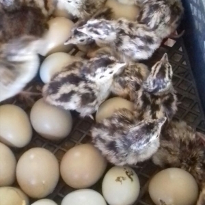 Qırqovul cücəsi yumurtası satılır