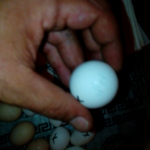 Yaşıl yumurta