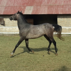 Təmizqanlı ərəb atları məşhur çempion nəs
