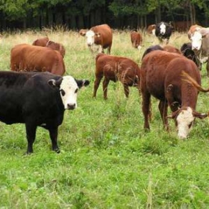 "Turuqut Kendli Fermer tesrrufati"mmc