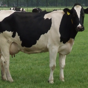 Holstein cinsi inek satılır