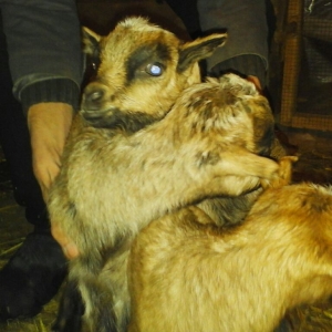 3 Balalı keçi satılır