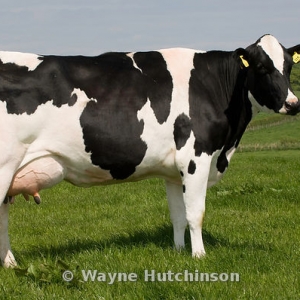 Holstein cinsi inek satilir