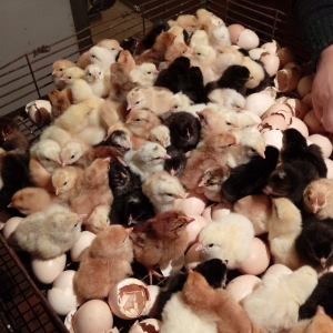 Inkubator cücələri