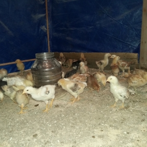 1 aylıq kənd cücələri