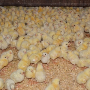 1050 yumurtalıq tam avtomatik inkubator