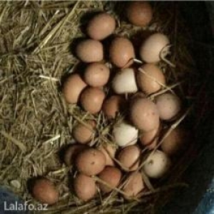 inqibator ucun mayali yumurta