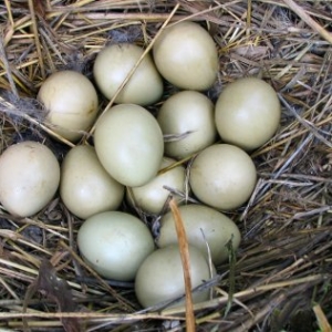 Qırqovul yumurtası