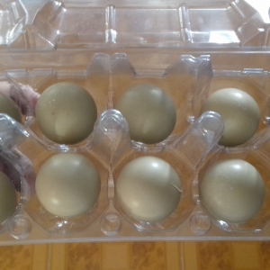 Qirqovul yumurtasi satilir