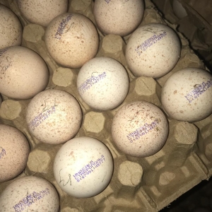 Hinduşka Kanada BRONZ yumurtası