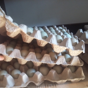 Qirqovul yumurtalari