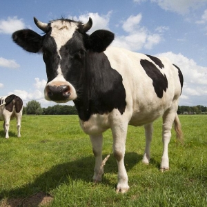 Holstein Fritz Simmental Angus aberdeen Limousine inek cinslerinin importu Azerbaycana
