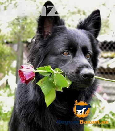 Предварительная запись