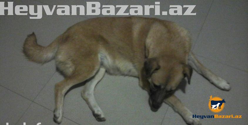 1 yaşlı Kanqal qarışığı olan tüklü , mehriban, gözəl və oynağan