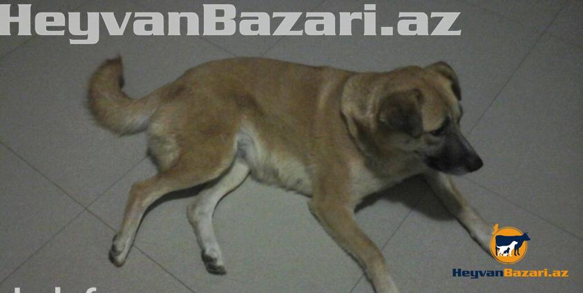 1 yaşlı Kanqal qarışığı olan tüklü , mehriban, gözəl və oynağan