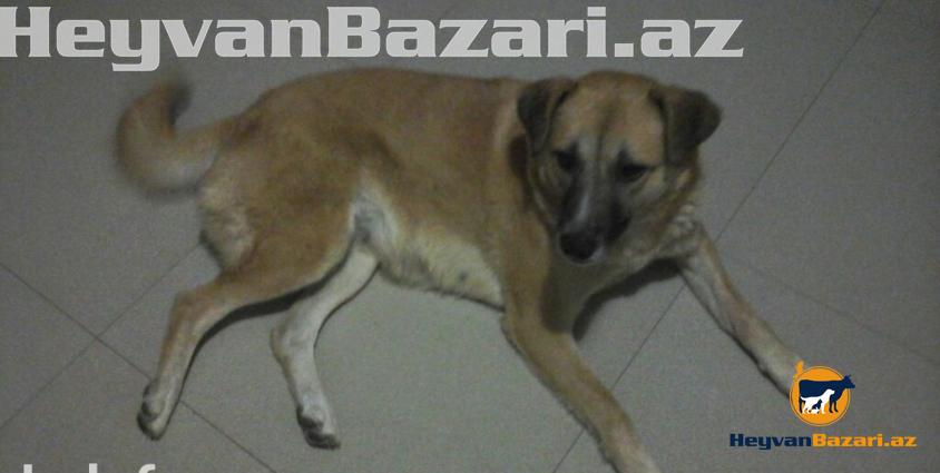 1 yaşlı Kanqal qarışığı olan tüklü , mehriban, gözəl və oynağan