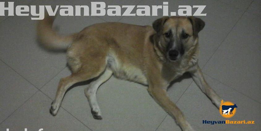 1 yaşlı Kanqal qarışığı olan tüklü , mehriban, gözəl və oynağan