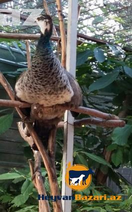 5 iluk 2 fere 1 xoruz tovuz quwu satilir tebiet qoynunda beslenib