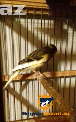 kanareyka bulbullerin satiwi