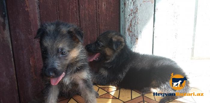 Продаются щенки немецкой овчарки