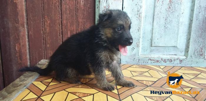 Продаются щенки немецкой овчарки