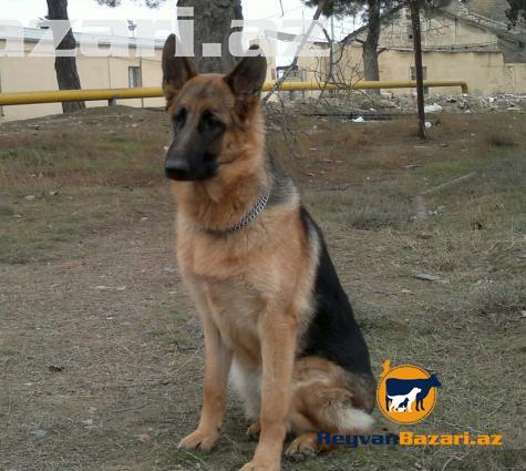 Продаются щенки немецкой овчарки