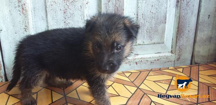 Продаются щенки немецкой овчарки