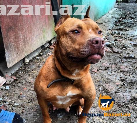 Pitbull balasi Satilir