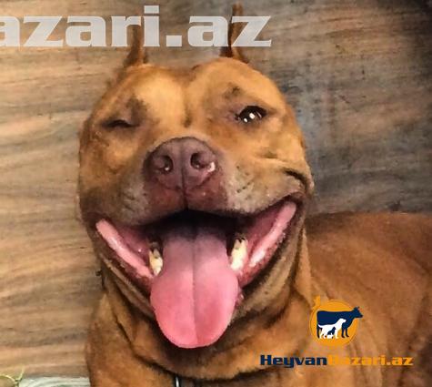 Pitbull balasi Satilir