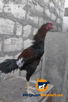 Yaxwi cins bece satilir…8ayliqdir