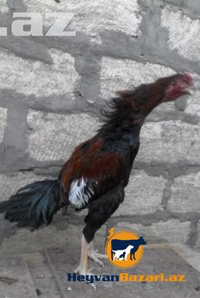 Yaxwi cins bece satilir…8ayliqdir