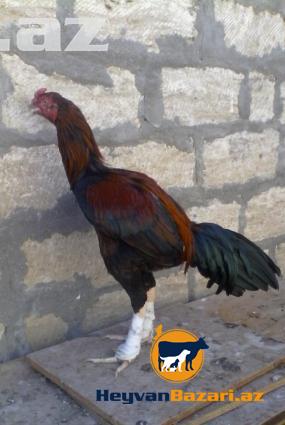 Yaxwi cins bece satilir…8ayliqdir