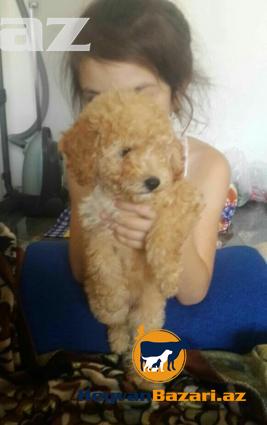 pudel temiz qandi erkekdi cox agilli ve wirin oynagan itdi