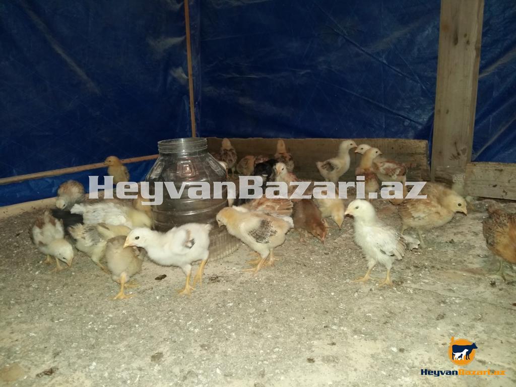 1 aylıq kənd cücələri