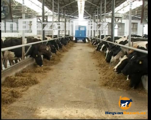 Fermaya Isci teleb olunur