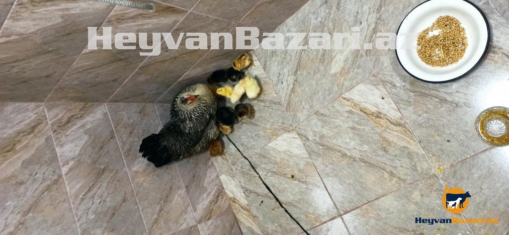 Kürt toyuq cücələri ilə satılır Продается наседка с цыплятами.