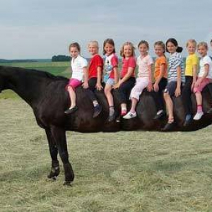 Dünyanın ən uzun bədənli atı