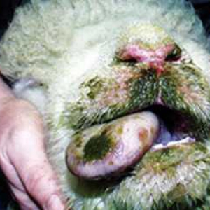 Qoyunların infeksion kataral isitməsi-göy dil xəstəliyi